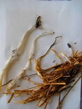 Coprinopsis cinerea image