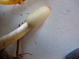 Coprinopsis cinerea image