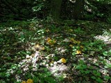 Cantharellus lateritius image