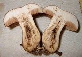 Tylopilus ferrugineus image