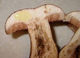 Tylopilus ferrugineus image