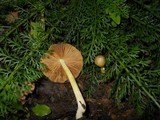Bolbitius titubans var. olivaceus image
