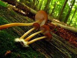 Marasmius cohaerens image