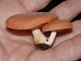Rhodotus palmatus image
