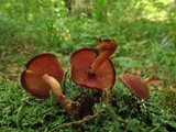 Callistosporium purpureomarginatum image
