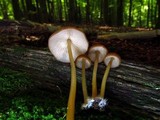 Marasmius cohaerens image
