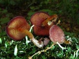 Callistosporium purpureomarginatum image