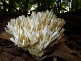 Tremellodendron pallidum image