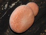 Rhodotus palmatus image