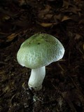 Russula parvovirescens image