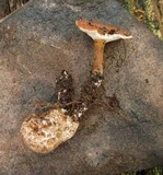 Image of Laccocephalum sclerotinum