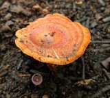 Laccocephalum sclerotinum image