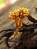 Neobarya agaricicola image