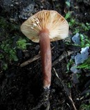 Lactarius eucalypti image