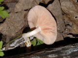 Rhodotus palmatus image