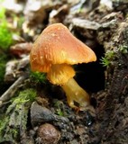 Descolea recedens image