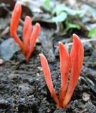 Clavulinopsis corallinorosacea image