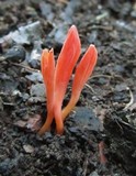 Clavulinopsis corallinorosacea image