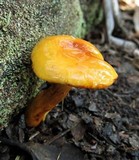 Cortinarius sinapicolor image