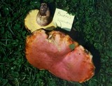 Boletus sensibilis image