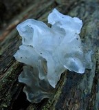 Tremella fuciformis image