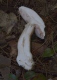 Tylopilus felleus image