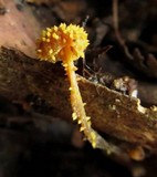 Neobarya agaricicola image