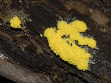 Fuligo septica image