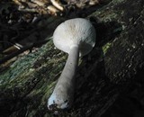 Lactarius cinereus image