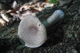 Lactarius cinereus image