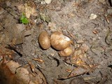 Scleroderma cepa image