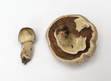 Agaricus californicus image