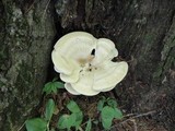 Bondarzewia berkeleyi image