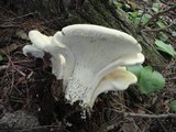 Bondarzewia berkeleyi image