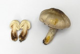 Agaricus californicus image