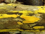Hypoxylon rubiginosum image