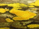 Hypoxylon rubiginosum image