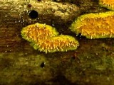 Hypoxylon rubiginosum image
