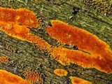 Hyphodiscus incrustatus image