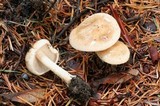 Hebeloma hiemale image