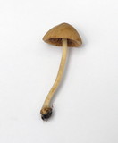 Conocybe siliginea image