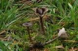 Pseudoclitocybe cyathiformis image