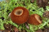 Humaria hemisphaerica image