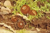 Humaria hemisphaerica image