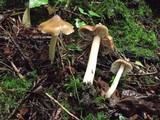 Inocybe glabrodisca image