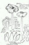 Inocybe glabrodisca image