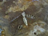 Eryniopsis caroliniana image