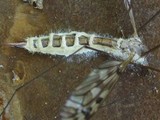 Eryniopsis caroliniana image