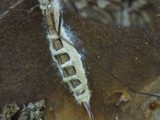 Eryniopsis caroliniana image