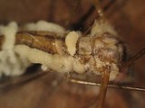 Eryniopsis caroliniana image